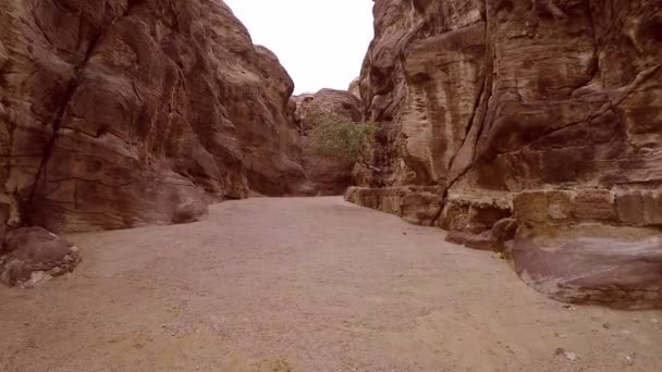 Árvore crescendo de um penhasco em Siq Canyon, Petra — Vídeo de Stock