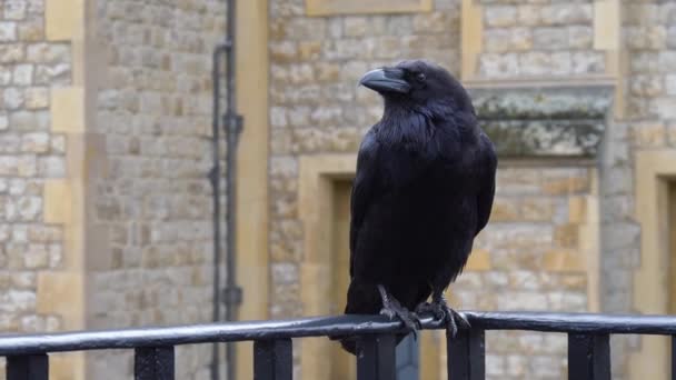 Black Raven vid Tower of London, Storbritannien — Stockvideo