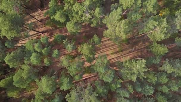 Vista aérea de fundo de verão com pinhal — Vídeo de Stock