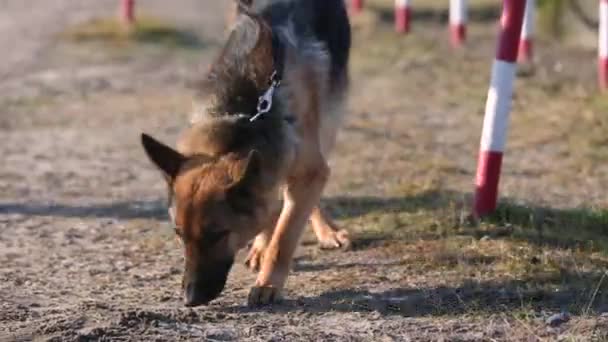 Mine clearance concept with service dogs. — Stock Video