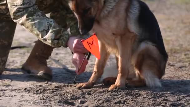Un perro entrenado está buscando minas en el suelo . — Vídeo de stock