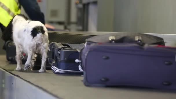 Grens hond snuffelen koffers op de luchthaven — Stockvideo