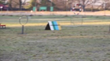 Polis köpek eğitiminin gösterimi