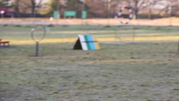 Demonstration der Polizeihundeausbildung — Stockvideo