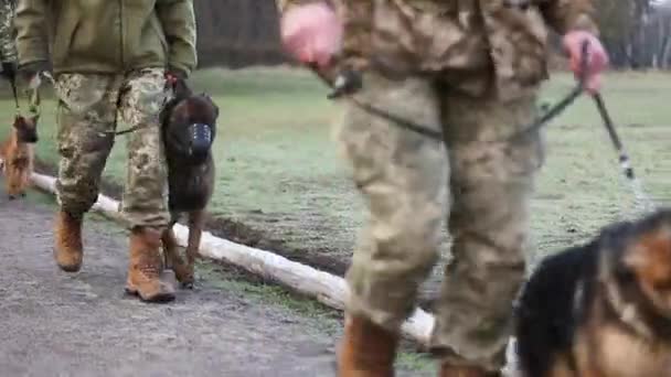 Military dog handlers with dogs are in formation — Stockvideo