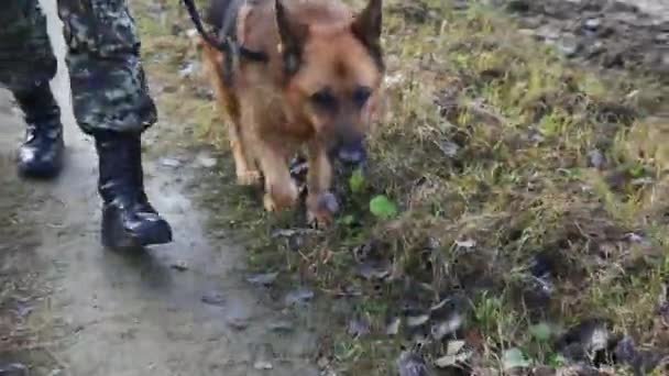 Dog at the border guard. Handheld shot. — стокове відео