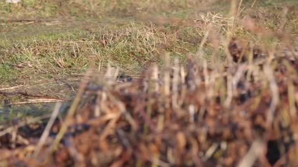 Wheels of the ATV quickly pass on the ground — Stock Video