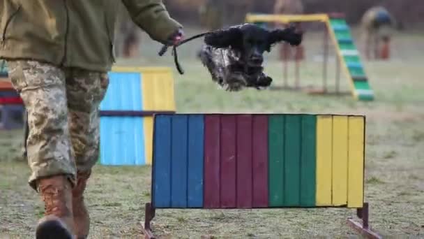 Hund hoppar över barriären i militära övningar. — Stockvideo