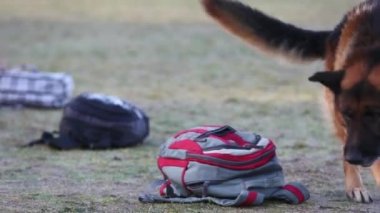 Çoban köpekleri silah arıyor, yaklaşın.