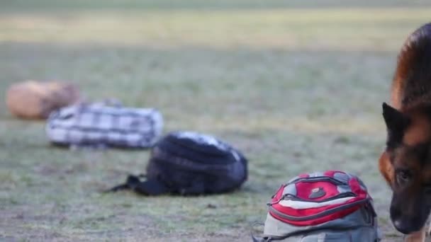 Perro huele bolsas y mochilas y busca armas — Vídeo de stock