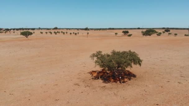 Vaches brunes dans un pâturage d'une ferme, vue aérienne . — Video