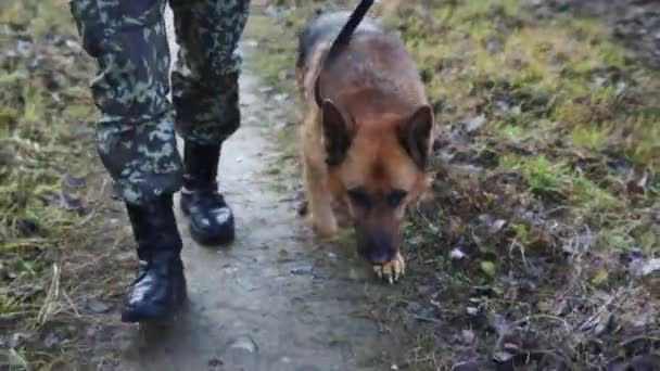 Hund och soldat patrullerar gränsen. — Stockvideo