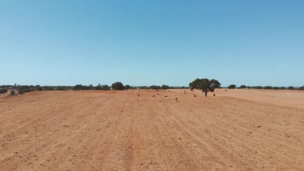 Torrgräs på åkrar och betesmarker i Portugal. — Stockvideo