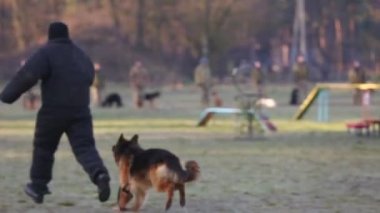 Askerler köpeği tarlada saldırması için eğitiyorlar.