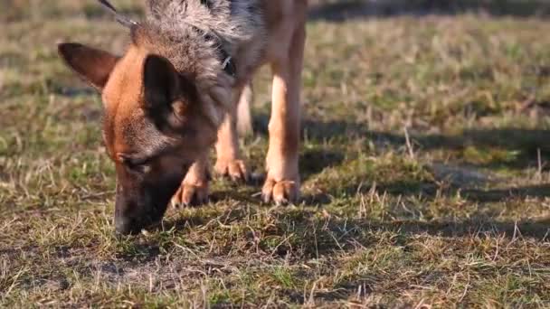 Mine clearance concept with service dogs — Stok video