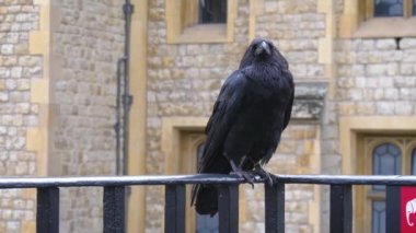 Kuzgun Londra Kulesi 'nde