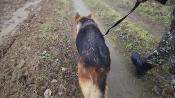 Grenzhund im Dienst. — Stockvideo