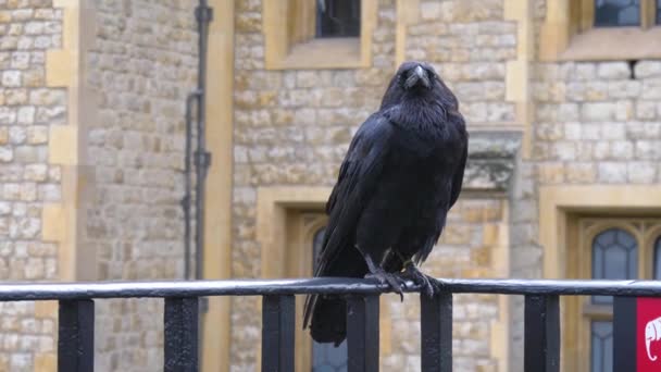 Cuervo en la Torre de la Ciudad de Londres — Vídeos de Stock