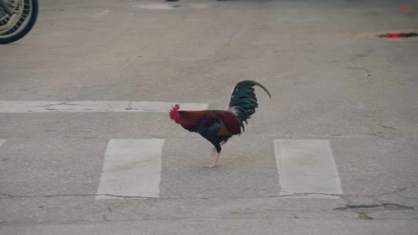 Rooster cruza la calle en un cruce peatonal . — Vídeo de stock