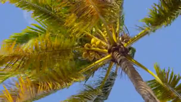 Hindistancevizi palmiyesi ve olgun hindistan cevizi. — Stok video