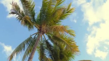 Bulutlu gökyüzünün arkaplanındaki palmiye ağacı