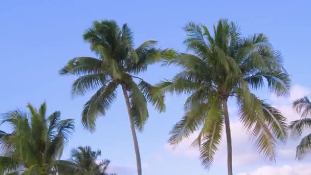 Palma na pozadí oblačné oblohy — Stock video