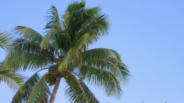 Нижний вид кокосового дерева на фоне голубого неба . — стоковое видео