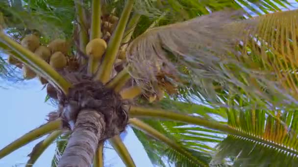 Vue du bas d'un cocotier, vue rapprochée