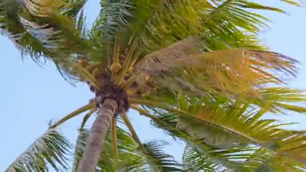 Palmeira de coco com cocos em tempo ventoso — Vídeo de Stock