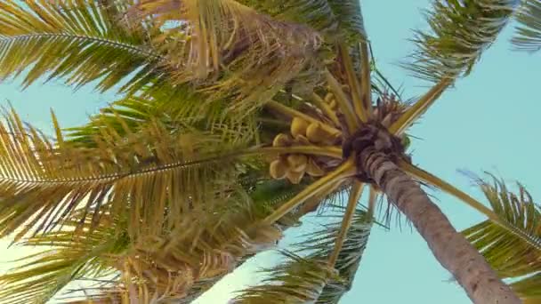 Coco palmeiras vista inferior. Cena tropical . — Vídeo de Stock