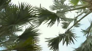 Palm tree leaves sway in the wind in cloudy day