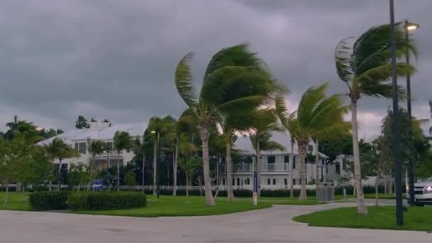 미국 플로리다주에서는 폭풍우 가치는 강한 바람 이 야자나무를 휘감고 있다 — 비디오