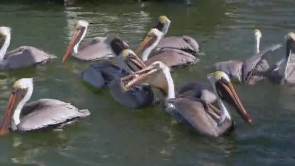 Группа голодных пеликанов в ожидании рыбы — стоковое видео