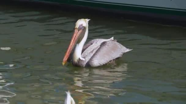 Big brown pelicans waiting for food. — Stock Video