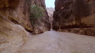 Al Siq Canyon, Petra, Ürdün 'deki bir uçurumda büyüyen ağaç. Yağmurdan sonra antik Petra kentinde Al Siq Kanyonu 'nun her iki tarafından da kırmızı kaya duvarlı dar ve derin geçidi, sinematik video.
