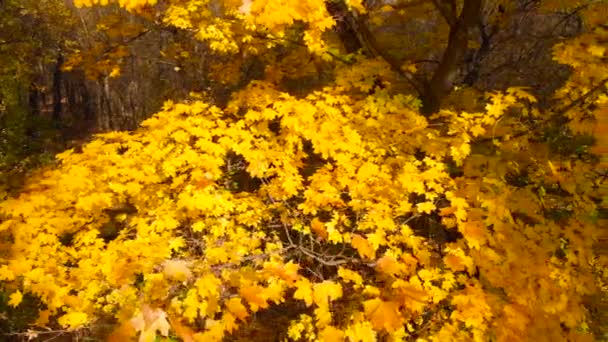 Herfst Landschap Esdoorn Bladeren Herfst Top Van Herfst Bomen Esdoorn — Stockvideo