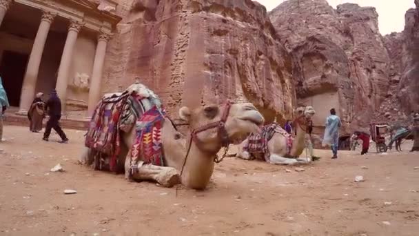 Petra Jordania Octubre 2015 Dos Camellos Beduinos Descansan Cerca Tesorería — Vídeos de Stock