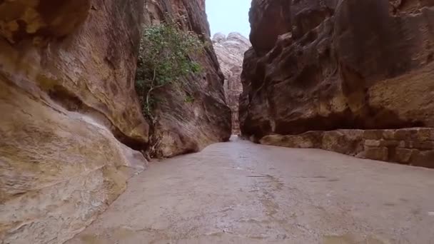 约旦佩特拉的Al Siq Canyon悬崖上生长着一棵树 古城佩特拉的Al Siq峡谷在雨后两边都有红岩墙 狭窄而陡峭的通道 电影录象 — 图库视频影像