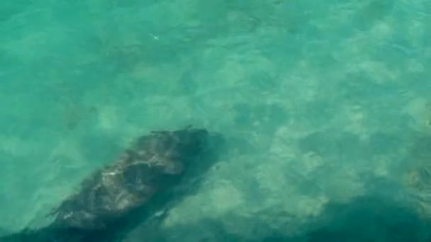 Manatee floats in clear turquoise water, top view — Stock Video