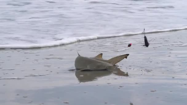 Rybak złapał rekina pielęgniarskiego w oceanie — Wideo stockowe