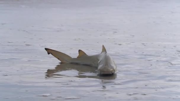 Siostra rekin trzepocze na oceanie w pobliżu wody. — Wideo stockowe