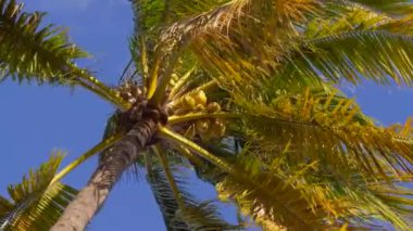 Mavi gökyüzüne karşı hindistan cevizi ağacının alt görüntüsü.