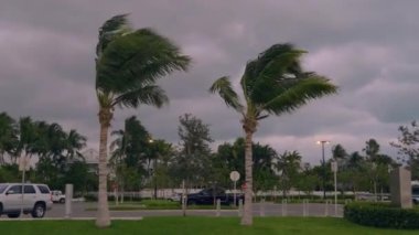 Fırtınalı rüzgar Florida 'daki palmiyeleri büker, Usa