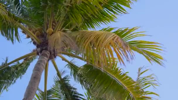 Palmera de coco con un manojo maduro de cocos — Vídeos de Stock