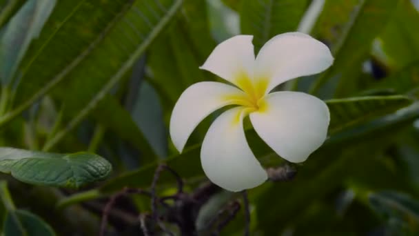 Close-up vista de plumeria flor, close up vídeo — Vídeo de Stock