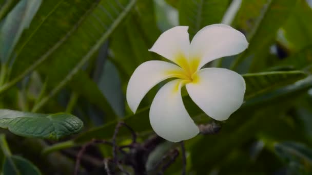 Vue rapprochée de la fleur de plumeria, vidéo rapprochée — Video