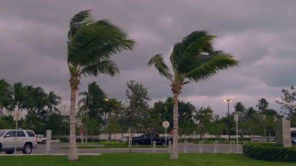 Viharos erős szél meghajlítja pálmafák Floridában, USA — Stock videók