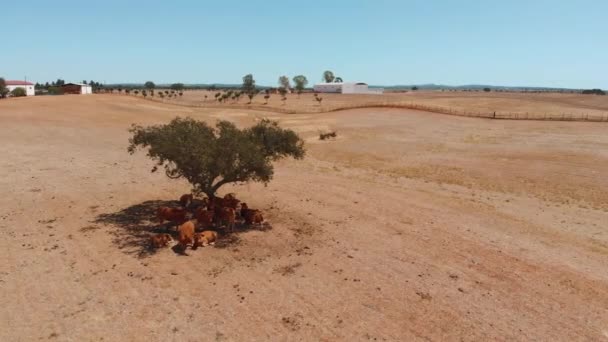 Les vaches reposent allongées sous un arbre à l'ombre . — Video