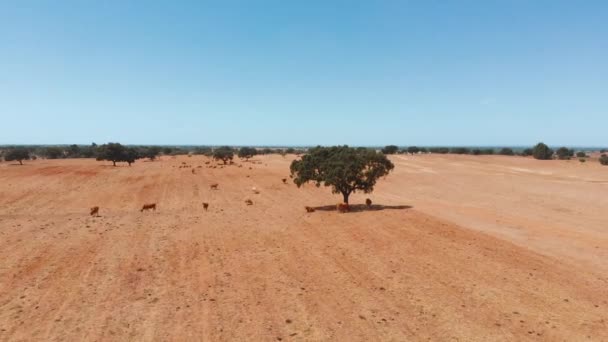 Vaches pâturent sur les pâturages dans le climat sec, tir 4k — Video
