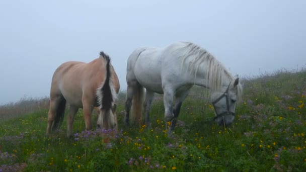Две лошади пасутся на лугу с цветами — стоковое видео